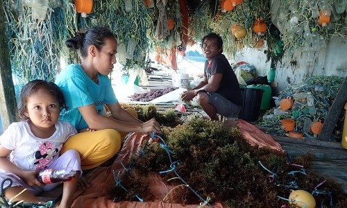 Seaweed farmers in Malaysia